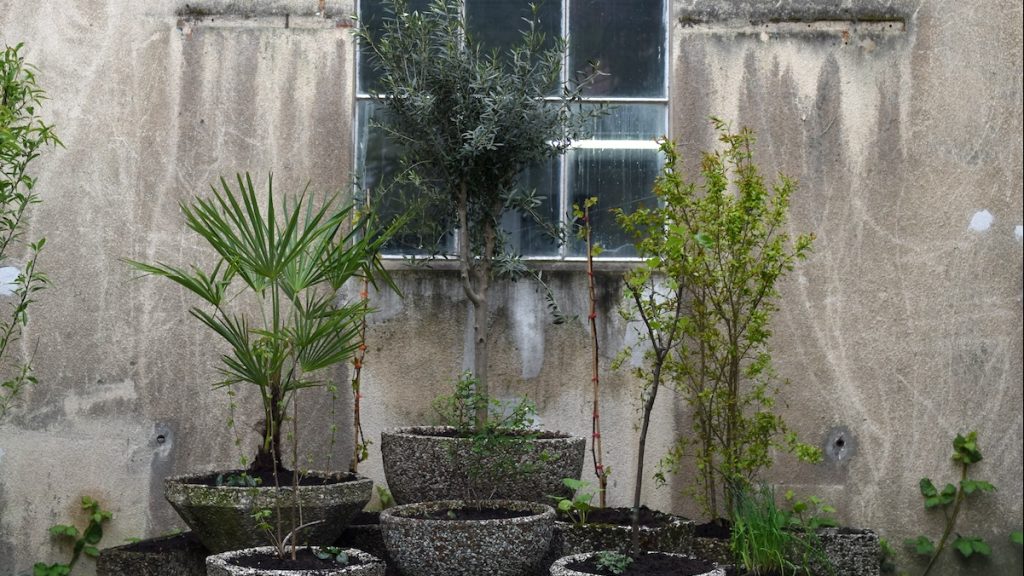 Mehrere Waschbetonkübel mit Pflanzen vor einem Fenster.